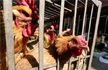 Centre confirms outbreak of bird flu in Bengaluru